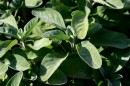 Salbei - Salbei officinalis * 1414 x 942 * (402KB)